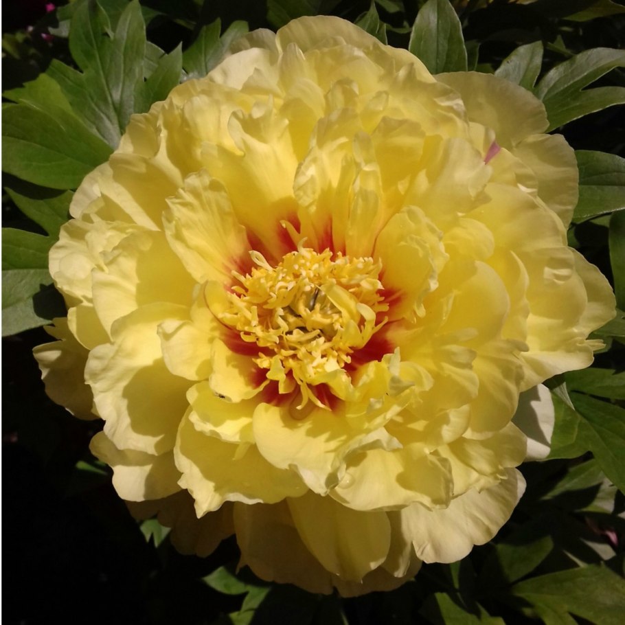 Пион Bartzella (Бартзелла)