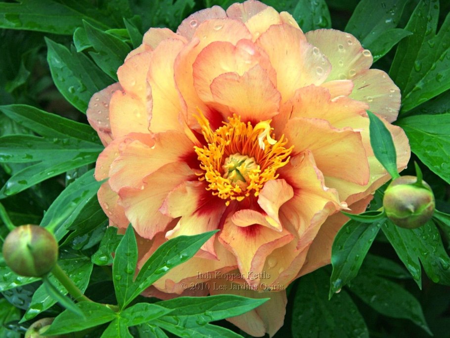 Пион Коппер кеттл