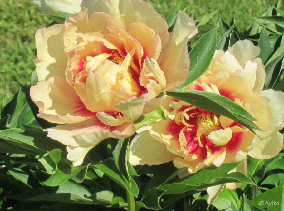 Пион Itoh Hillary