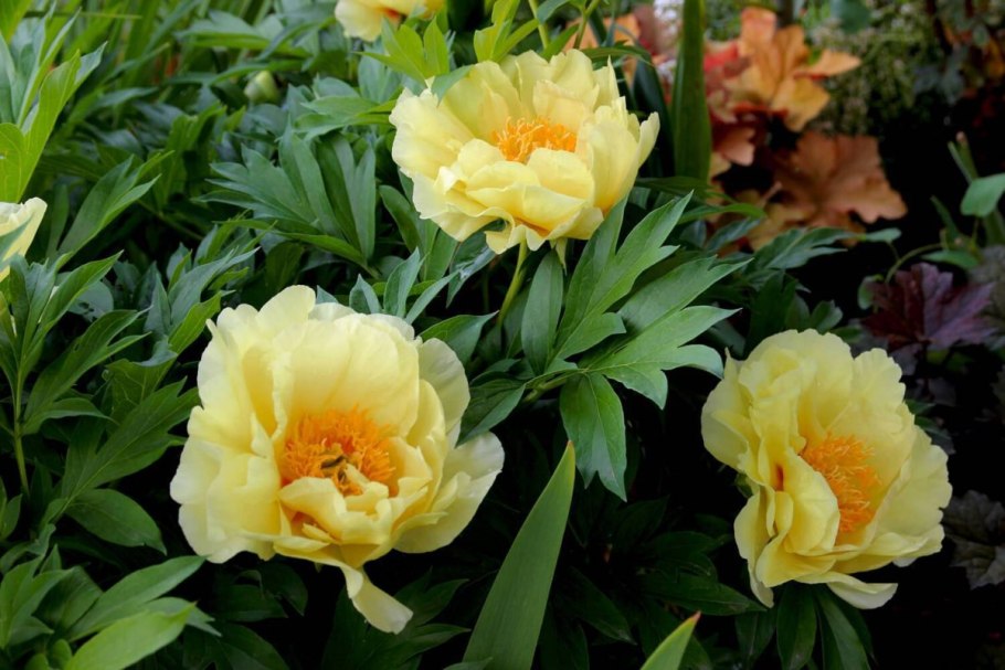 Пион Келлис Мемори Callies Memory Ито-гибрид