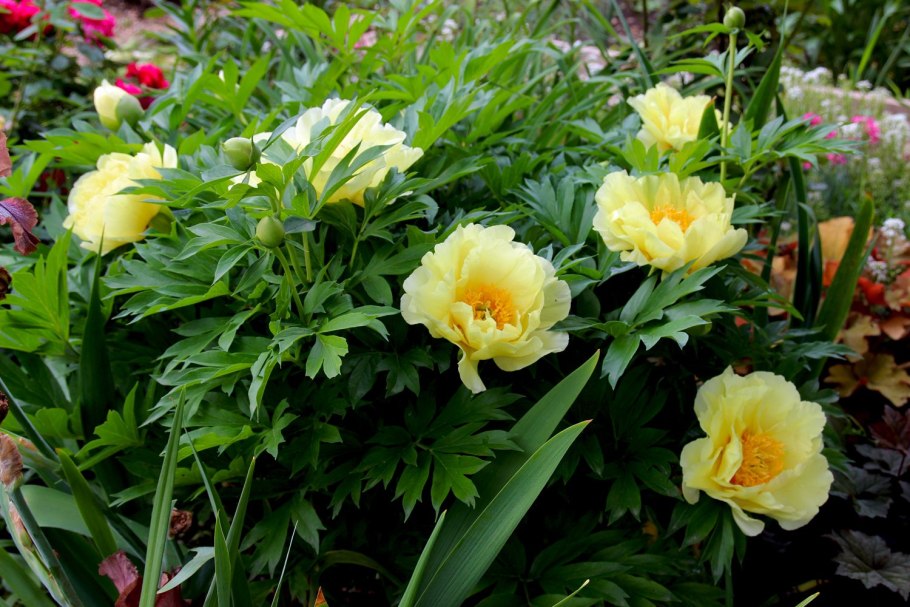 Пион Itoh Hillary