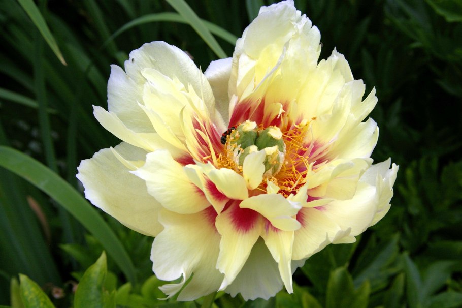 Пион Ито-гибрид Хиллари