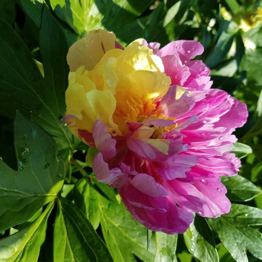 Пион Джулия Роуз