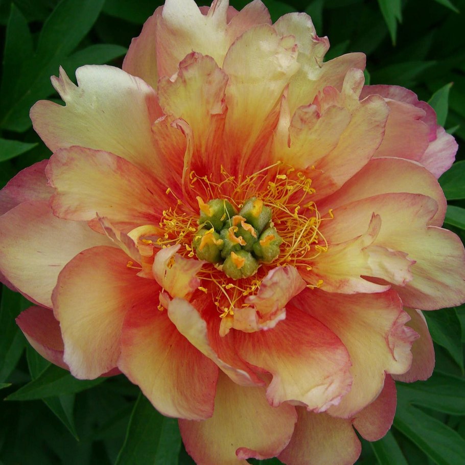 Пион-Ито Кэллис Мемори