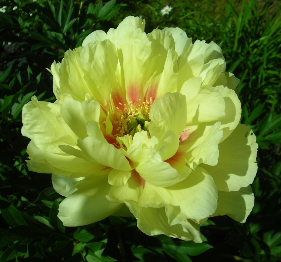 Пион пастель Сплендор Ито-гибрид