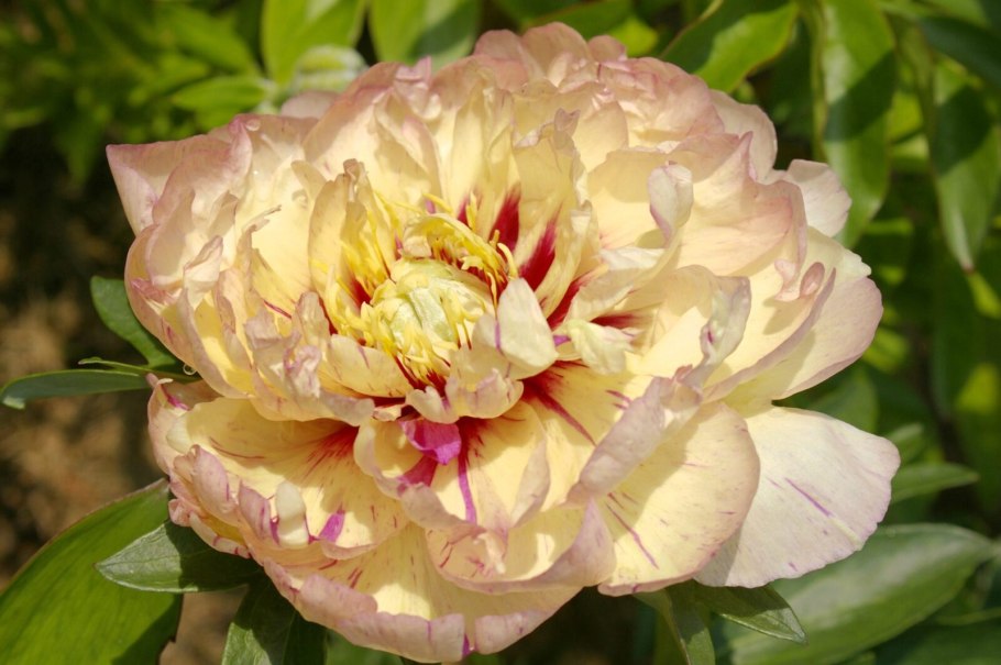 Пион Лоллипоп