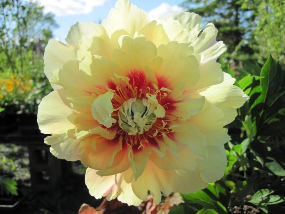 Пион Ито Scrumdidleumptious