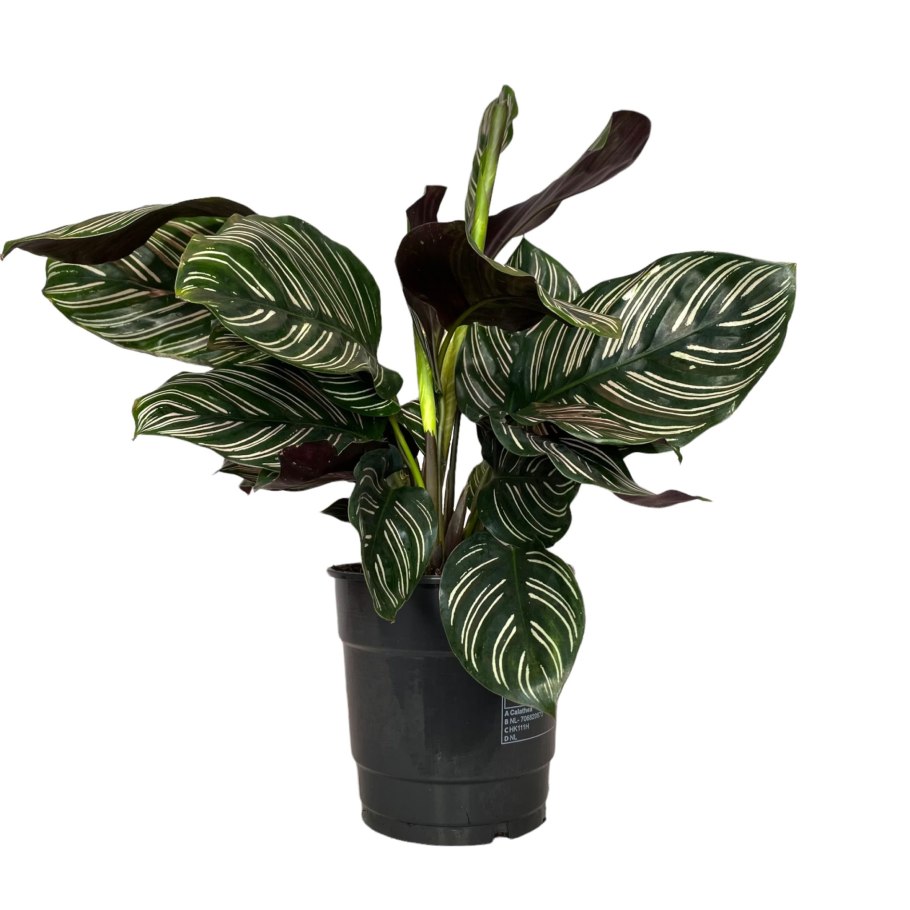 Алоказия Полли d12