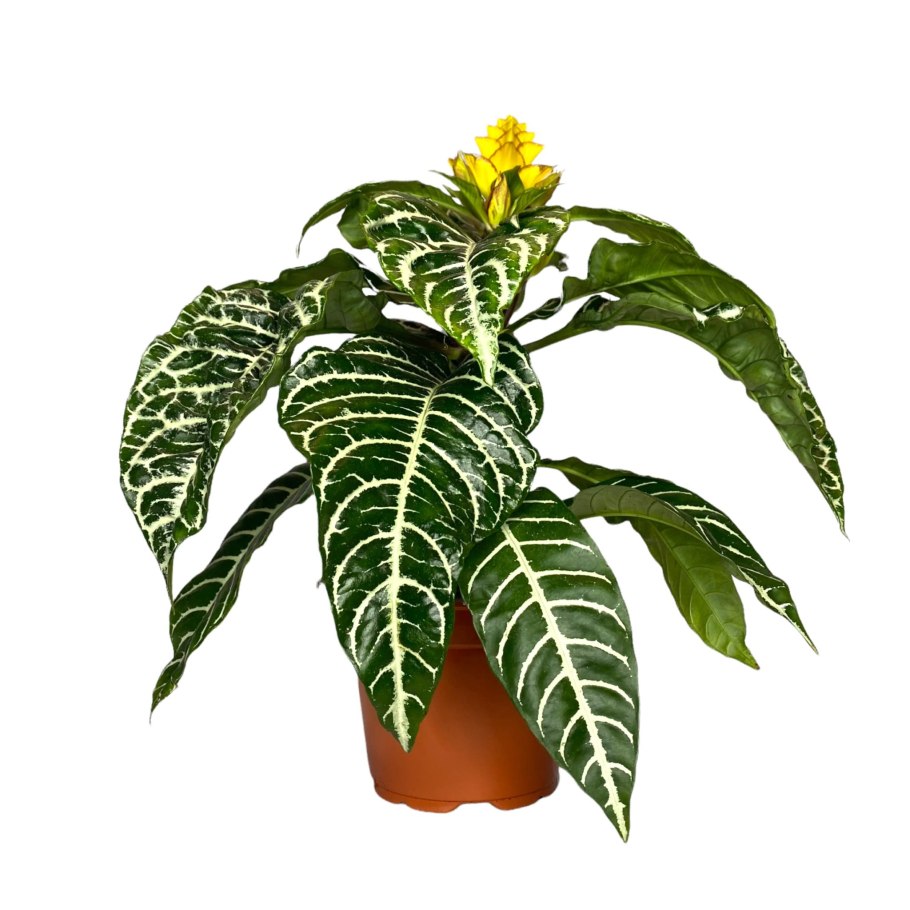 Алоказия трехлистная