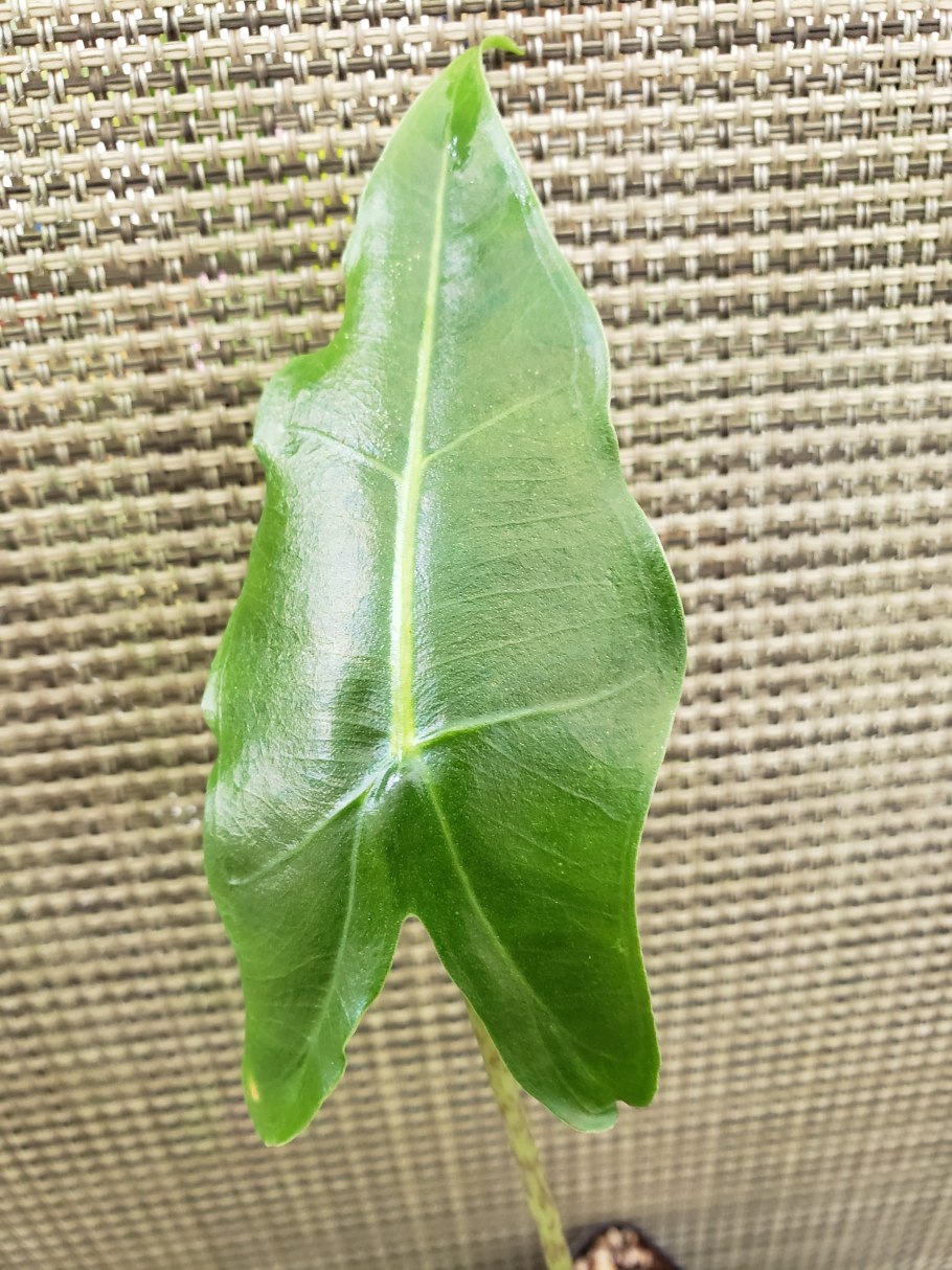 Алоказия heterophylla