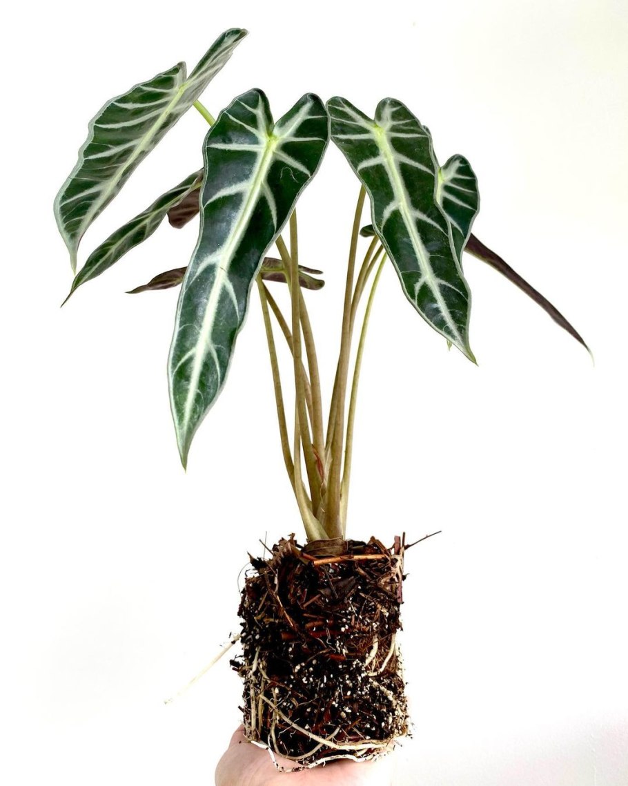 Алоказия драгон Скейл