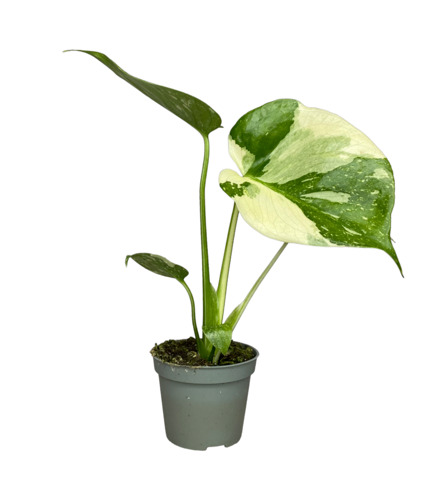 Алоказия металлика