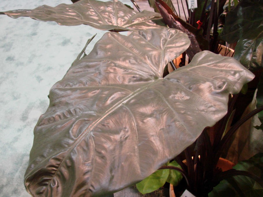 Алоказия watsoniana