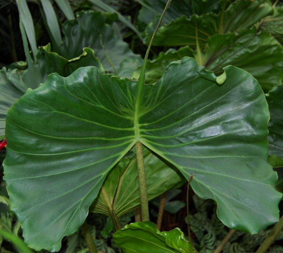 Алоказия Мохито