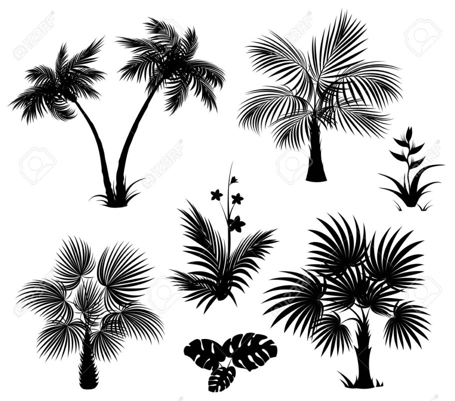 Тропические деревья силуэт