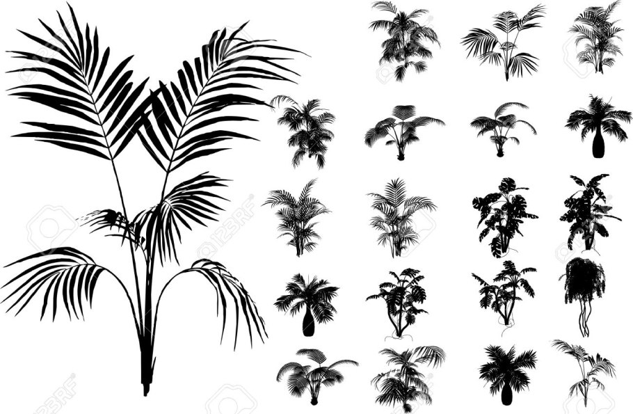Тропические пальмы контурный рисунок