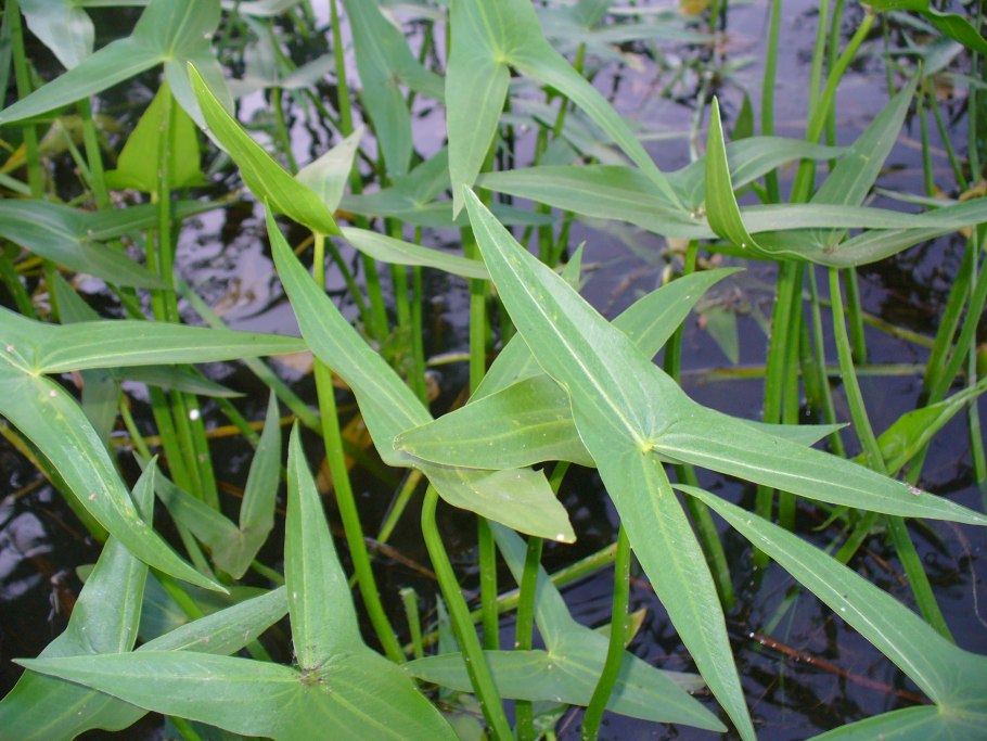 Стрелолист обыкновенный (Sagittaria sagittifolia)