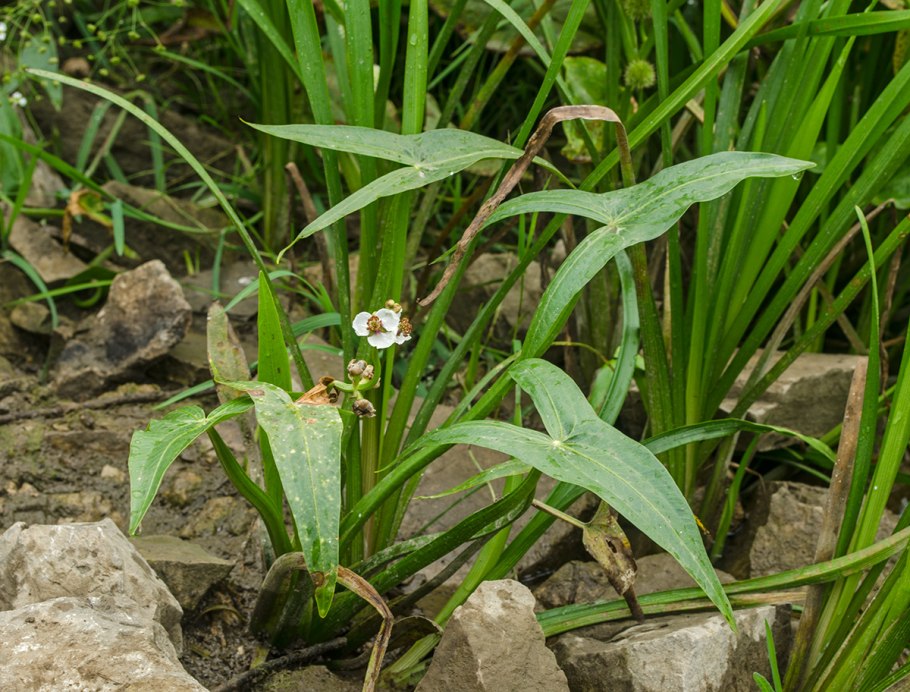 Лат. Sagittaria sagittifolia