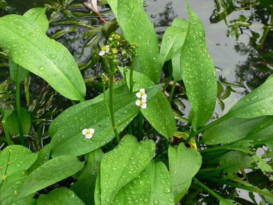 Sagittaria слив