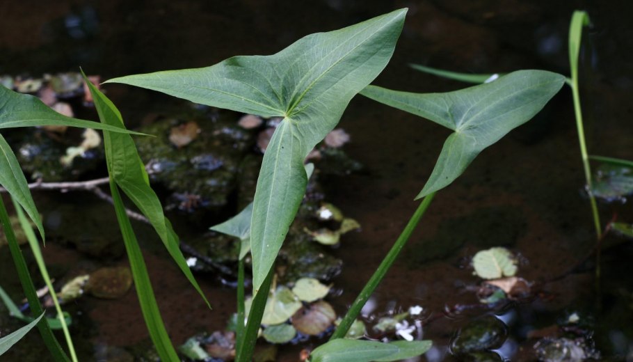 Стрелолист Sagittaria sagittifolia