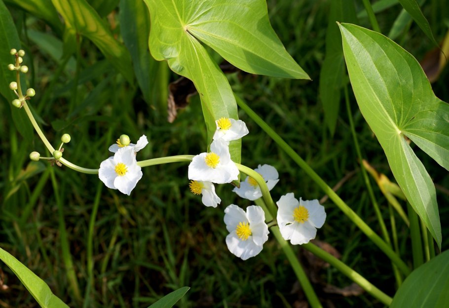 Стрелолист обыкновенный (Sagittaria sagittifolia)