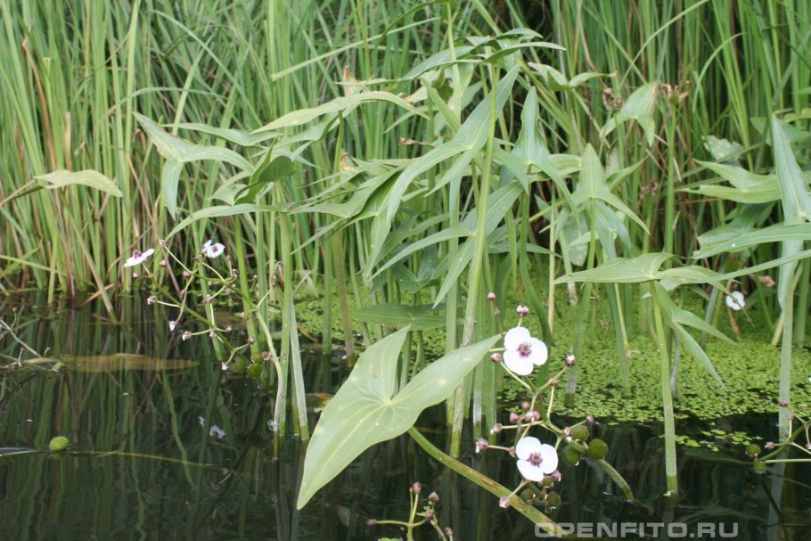 Sagittaria Natans Pall. - Стрелолист плавающий