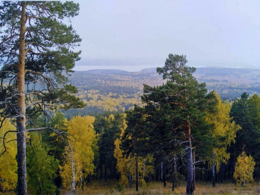 Вишерский заповедник Флора