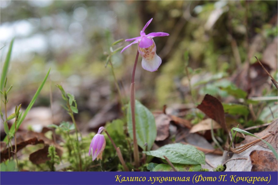 Флора заповедника "Галичья гора"