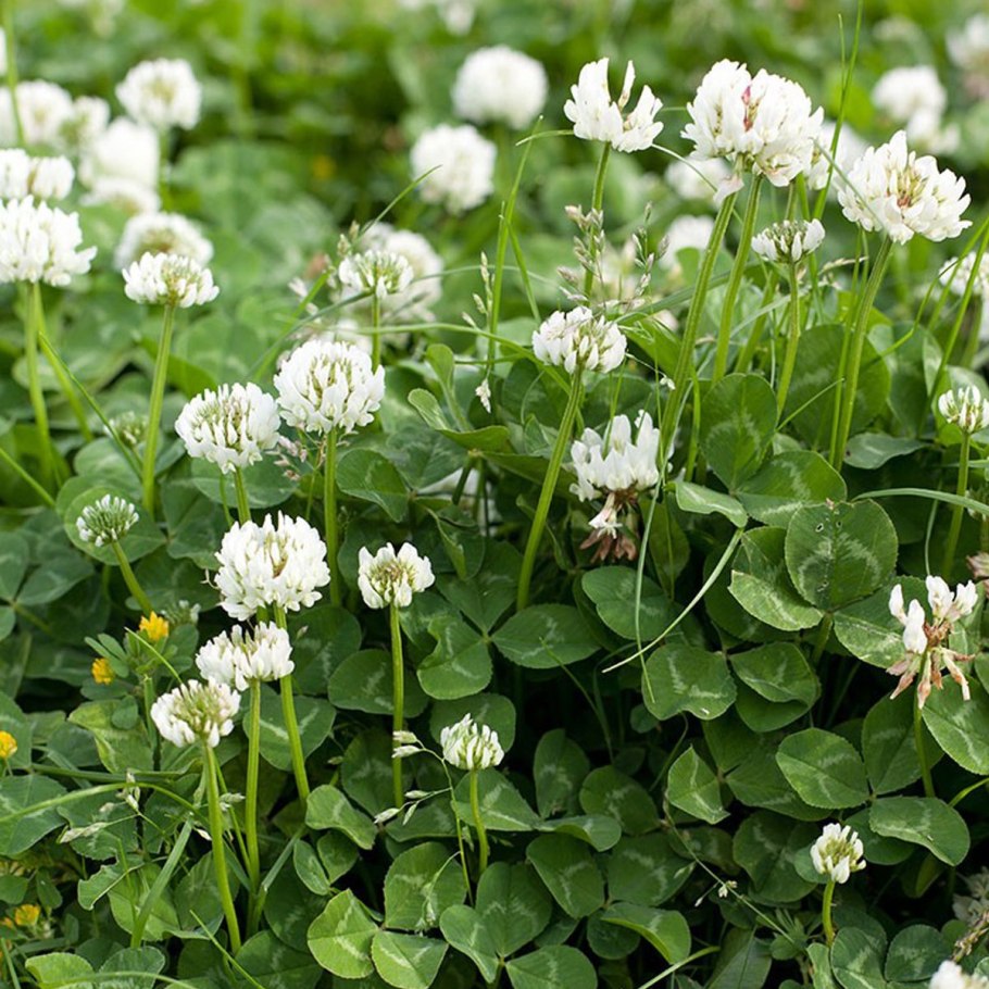 Клевер ползучий (Trifolium repens)