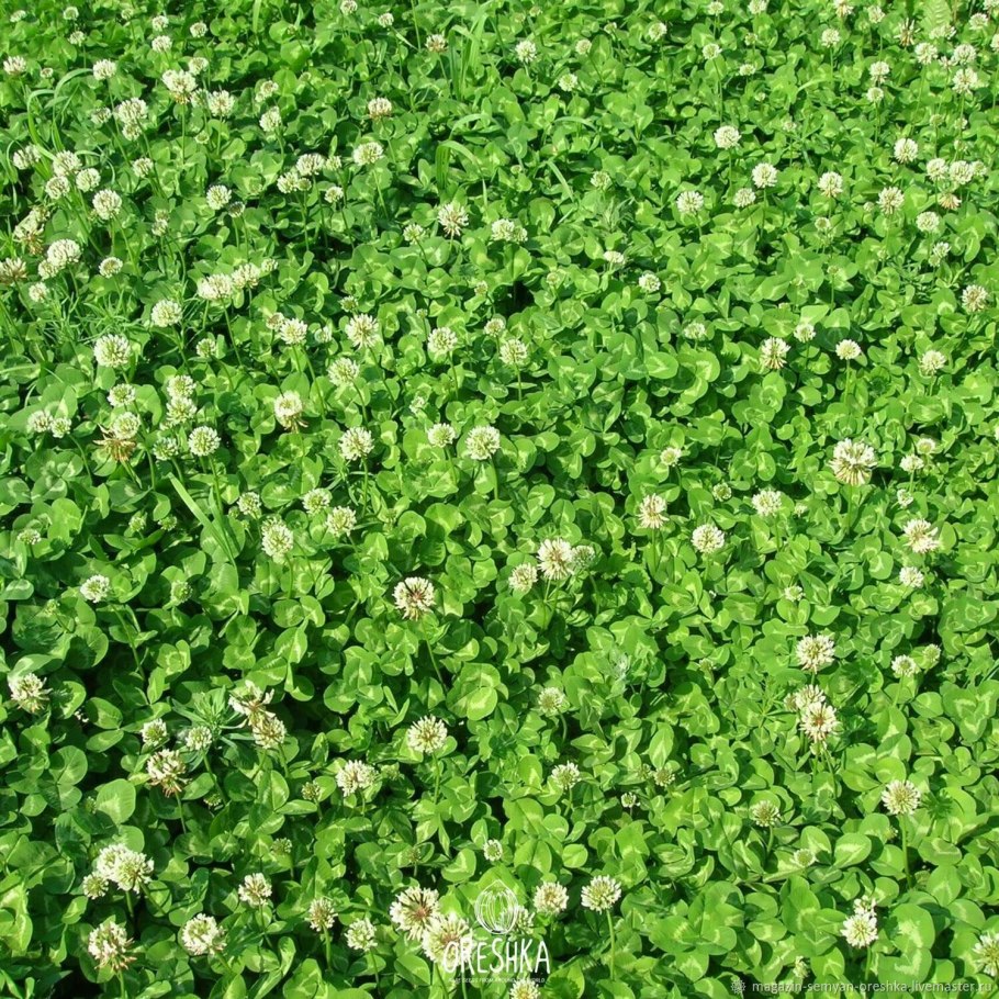 Клевер ползучий (Trifolium repens)