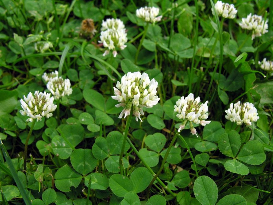 Trifolium repens l Клевер ползучий