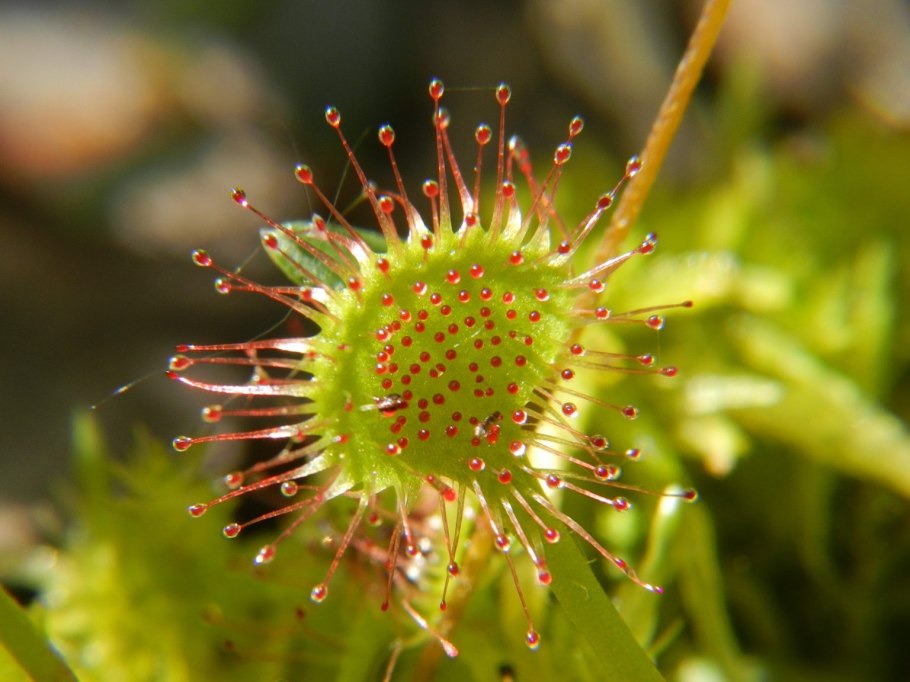 Росинка круглолистная