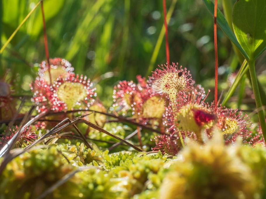 Росянка Болотная