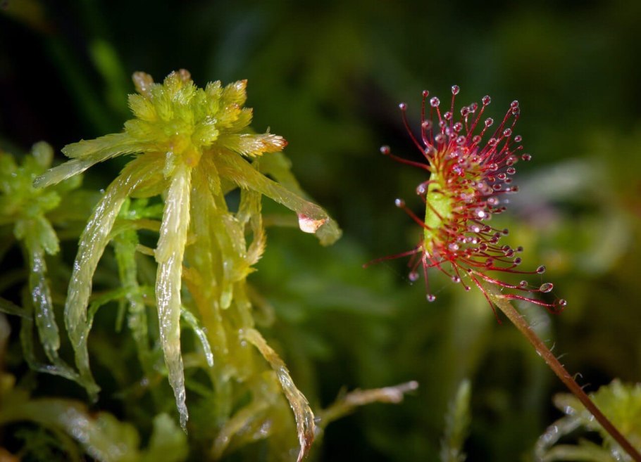 Растения Бузулукского Бора