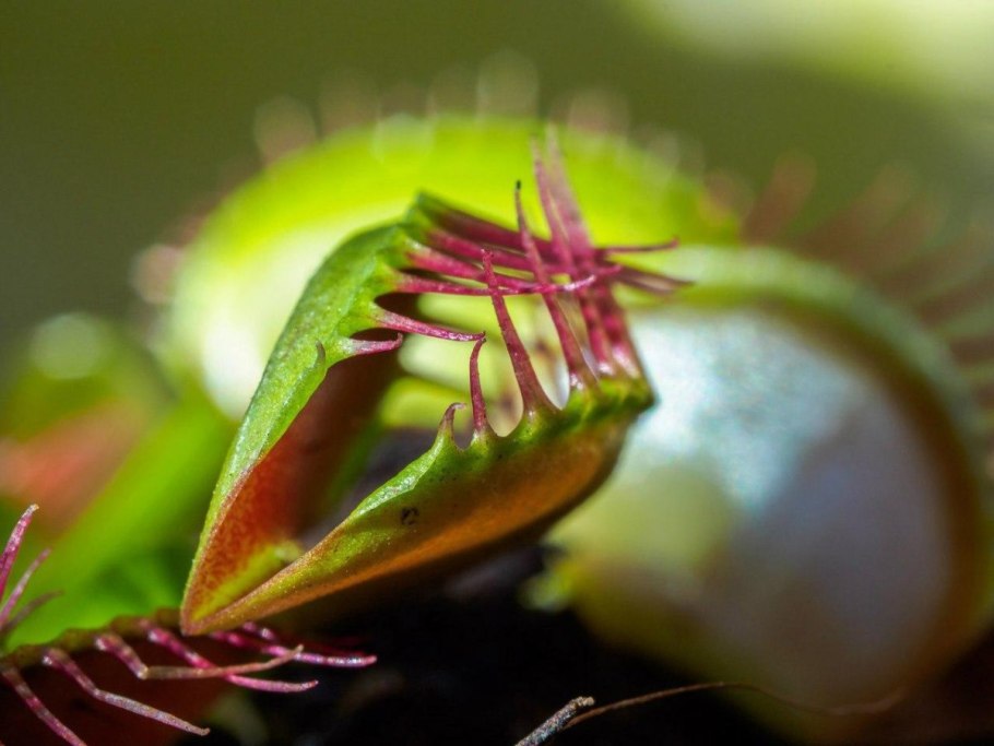 Территория с хищными растениями