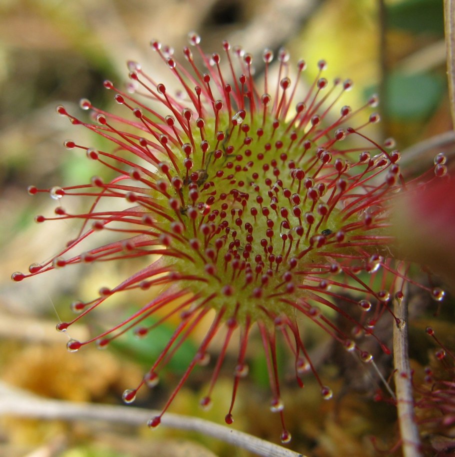 Росянка растение хищник