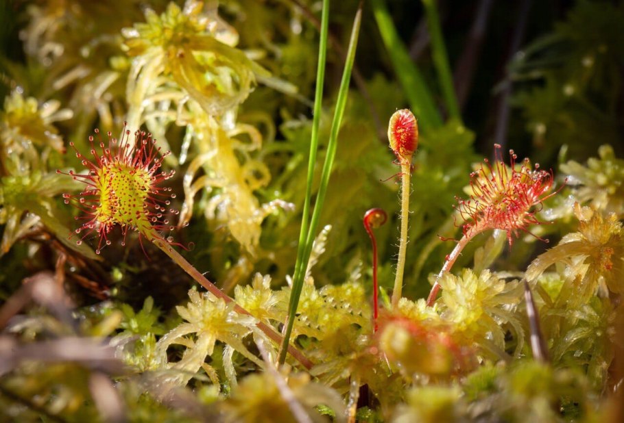Росянка на болоте