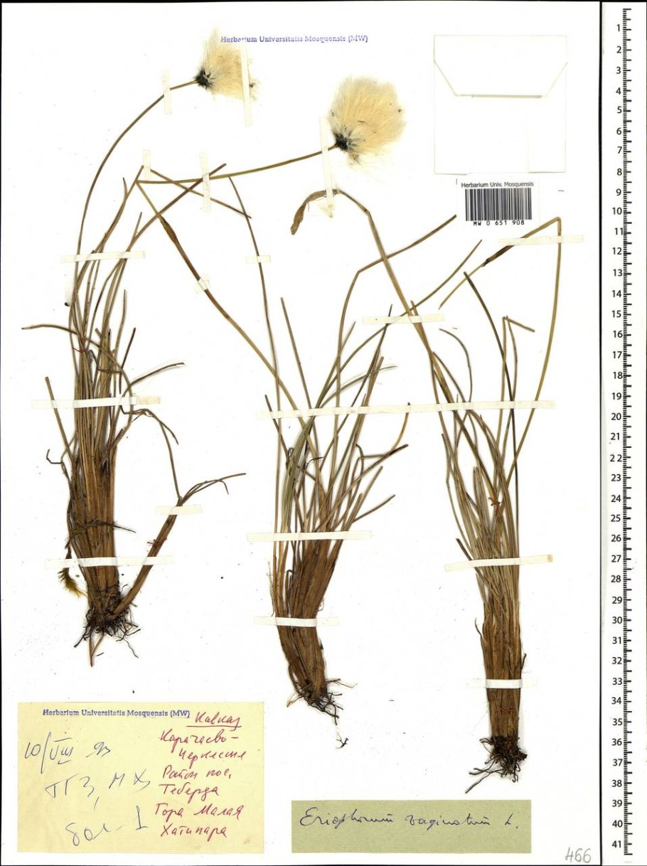 Пушица узколистная