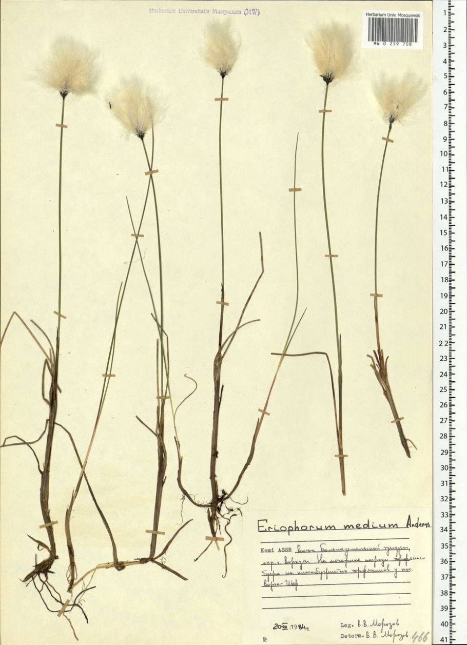 Пушица (Eriophorum)