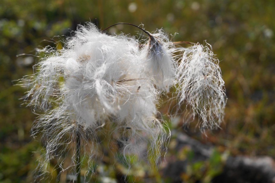 Пушица Шейхцера
