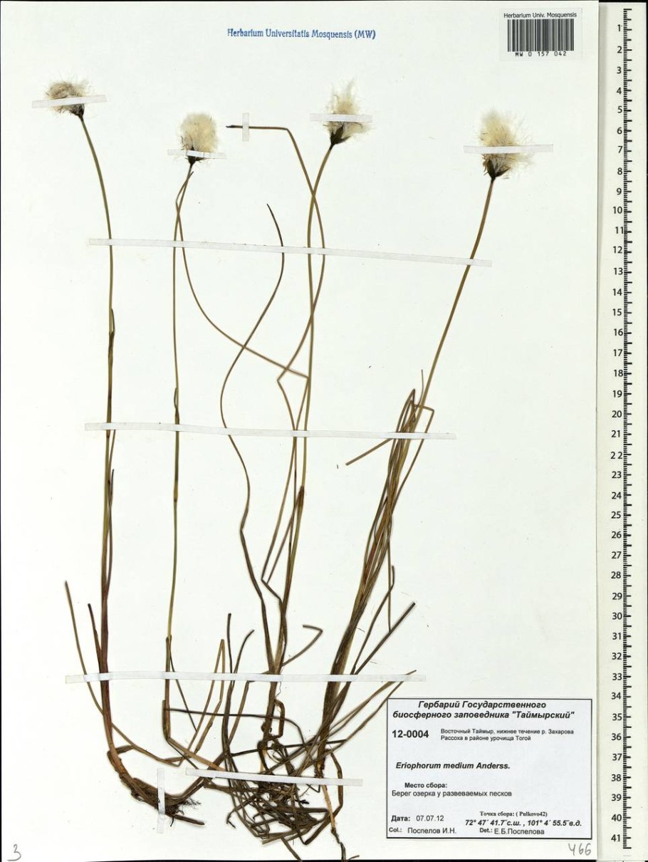 Пушица стройная