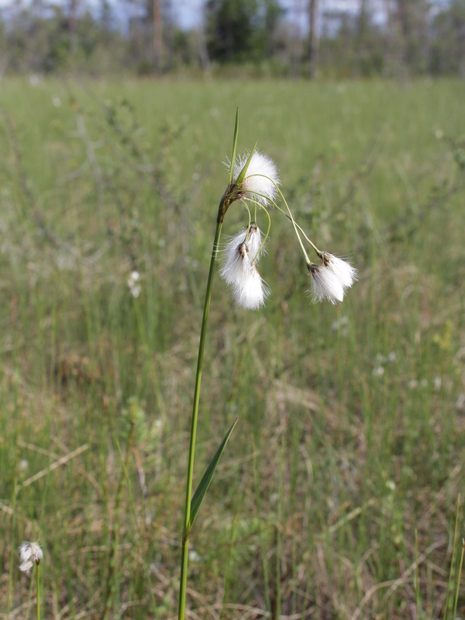 Пушица цветение