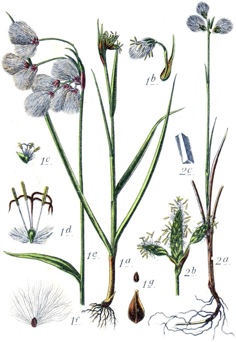 Пушица (Eriophorum)