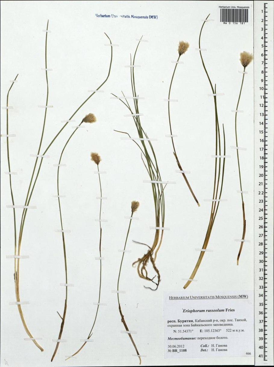 Пушица влагалищная гербарий