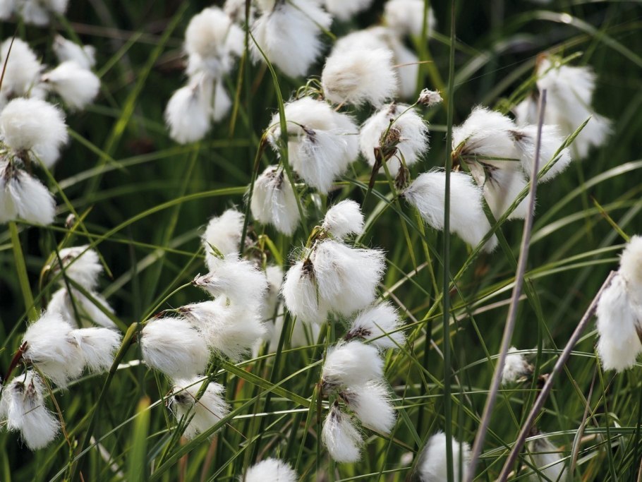 Пушица широколистная строение