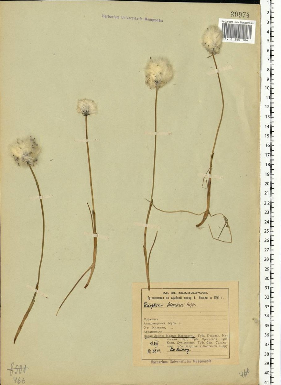 Пушица (Eriophorum)