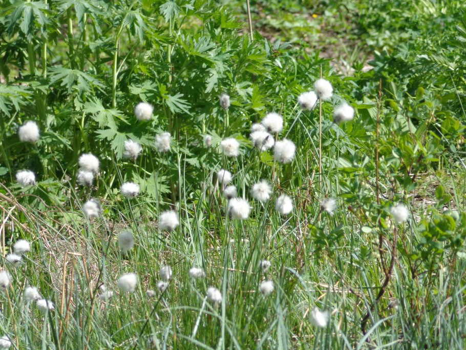 Пушица красивощетинковая