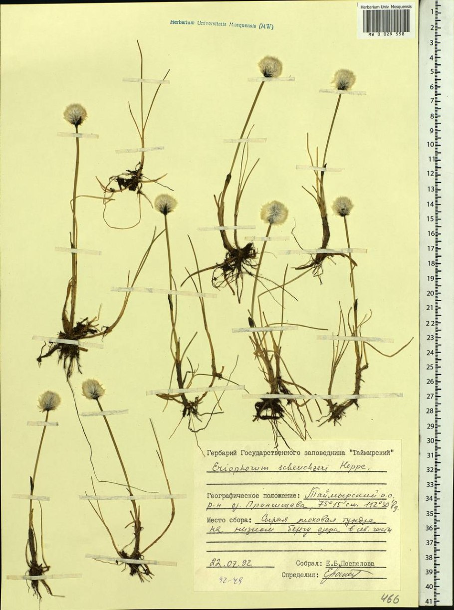 Пушица Пухонос