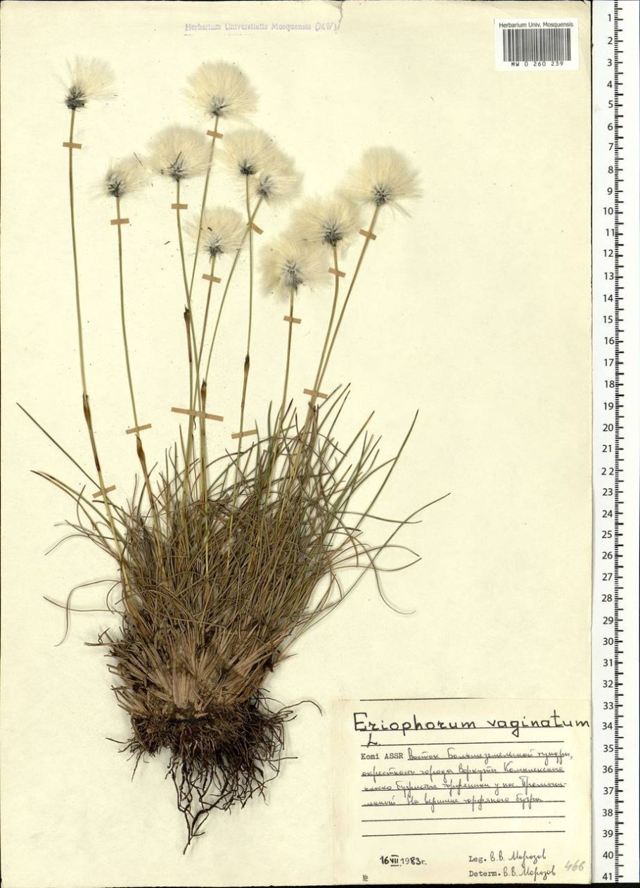 Очеретник бурый