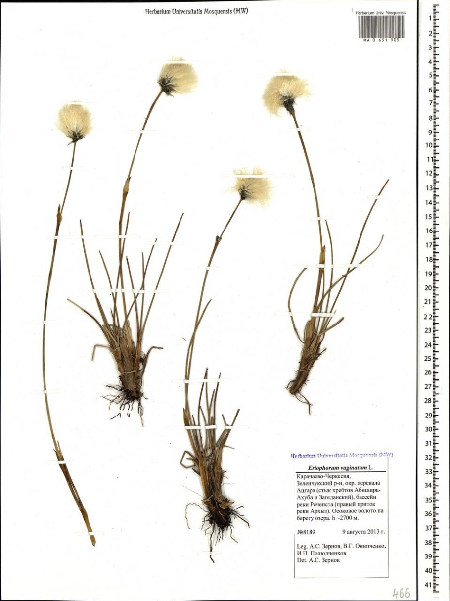 Пушица влагалищная Кавказ